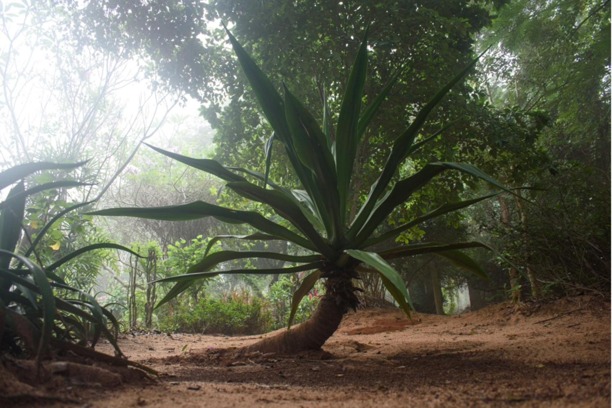 Gaia's Garden Guest House Auroville Exterior foto